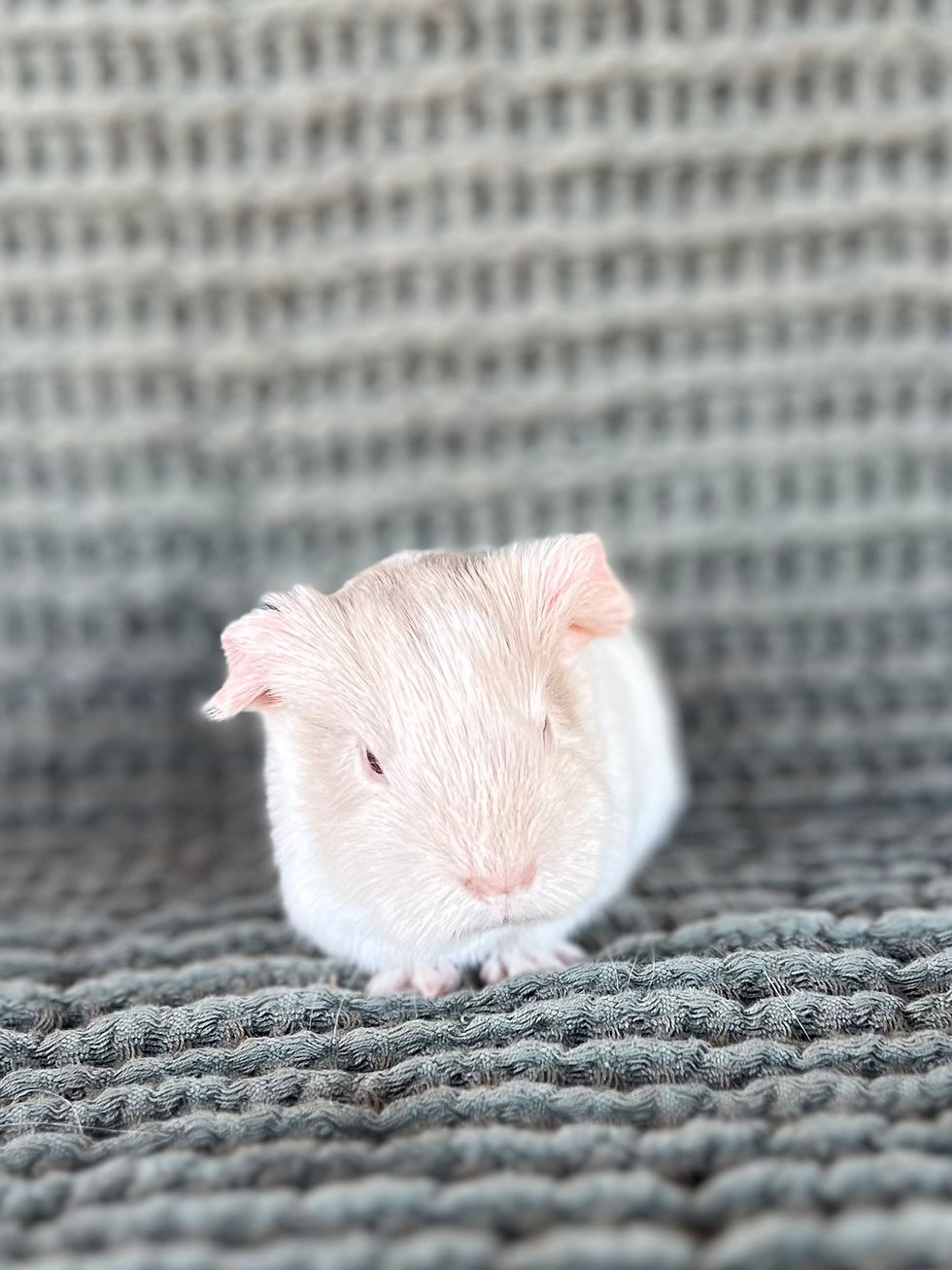 Thumbnail: Hawthorn - Silkie Cavy Boar