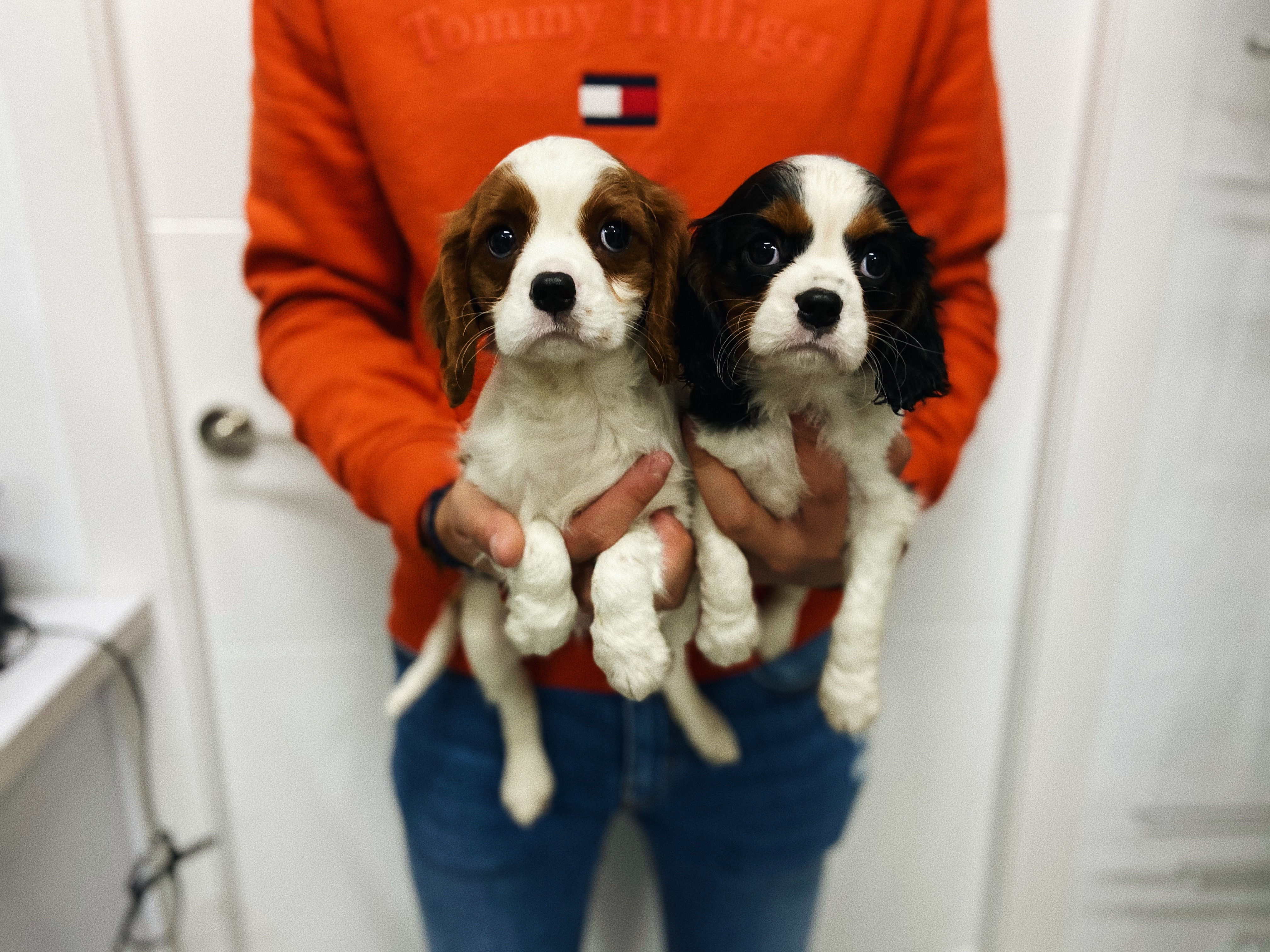 CAVALIER KING CHARLES SPANIEL TRICOLOR-BICOLOR