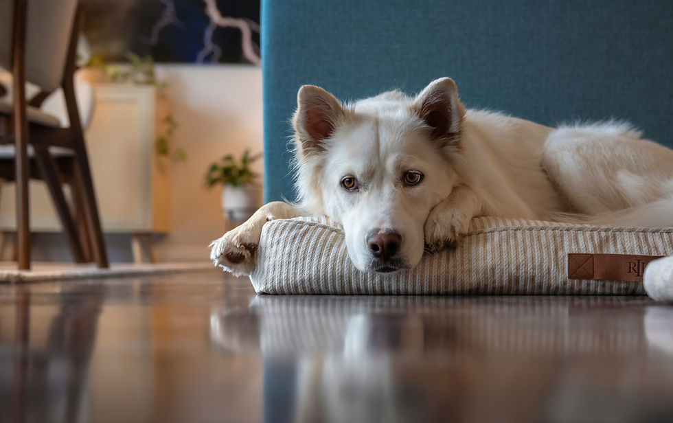 How to Find Pet Friendly Housing When You Relocate for Work