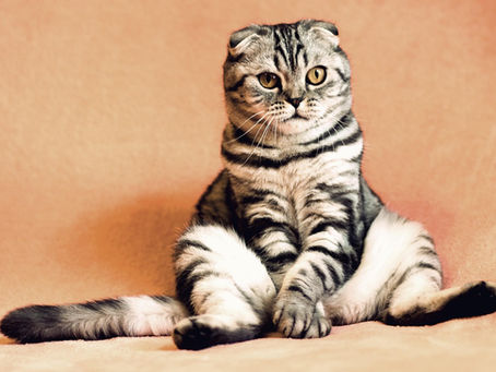 Why Rescuing a Pet Makes a Real Difference