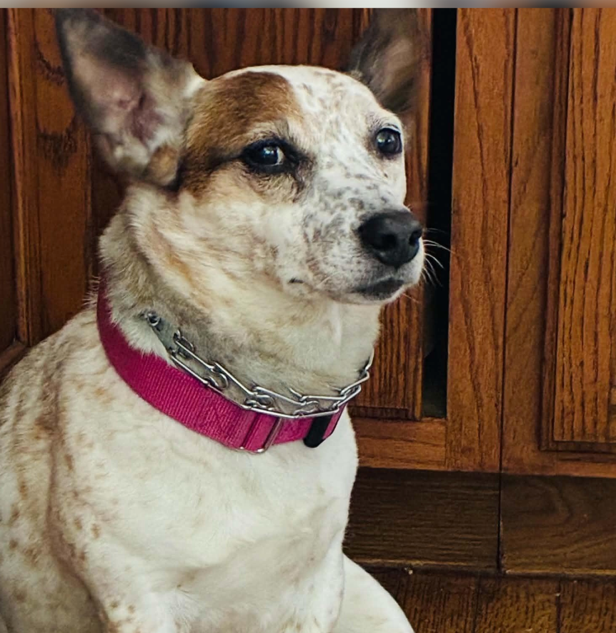 Amelia in Mullica Hill, NJ