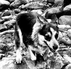 Jasper