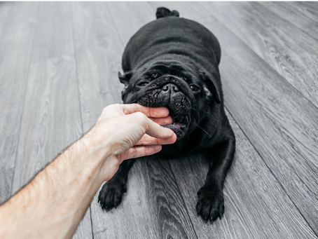 How Dog Bite Lawyers in Montgomery County Prove Liability