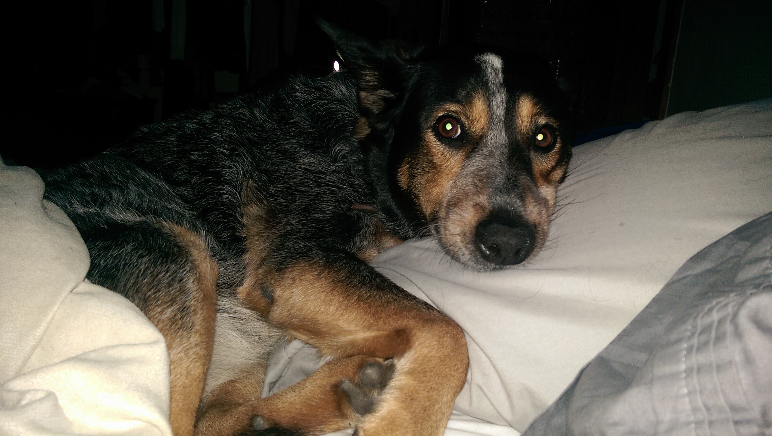 Piper