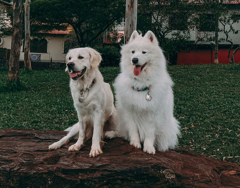 Fish-Based Diets for Dogs: What the Science Says