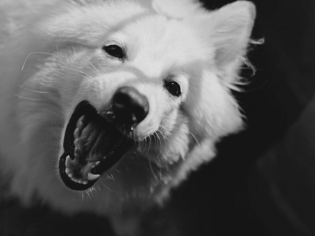 Is It Time to See a Dog Behaviourist? Here's Everything You Need to Know