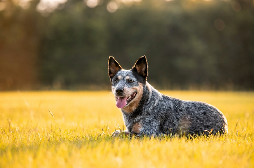 Renting a Room With a Dog: What to Check Before You Sign