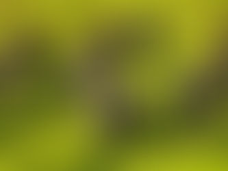 Smart Animal Care Practices for Healthier Herd Management