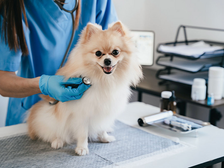 Seconds Count: A Pet Owner’s Essential Guide to Recognizing Veterinary Emergencies