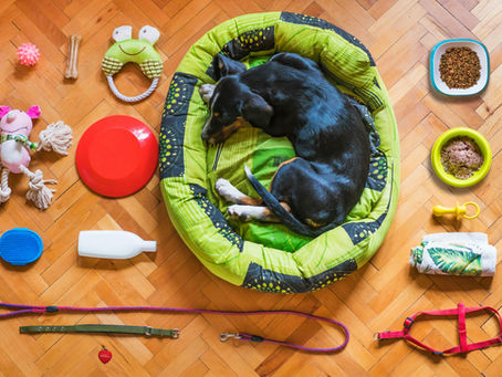 10 Must-Have Accessories For New Pet Owners
