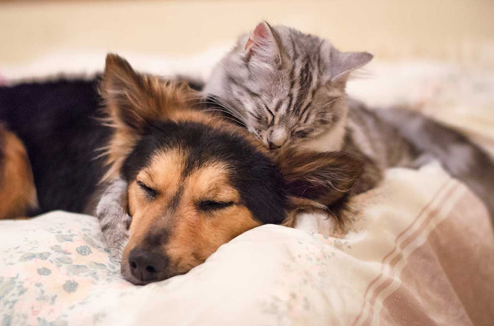 Best Pet Insurance Options in New Jersey as of May 2026