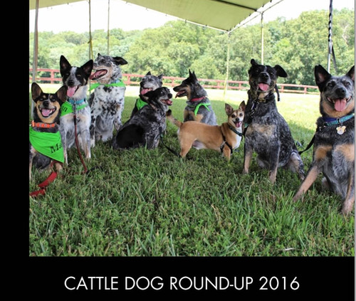 ACDRA Cattle Dog Round-Up Photo Book | acdra