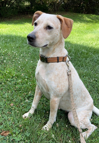 Bella in Sterling, VA.jpeg