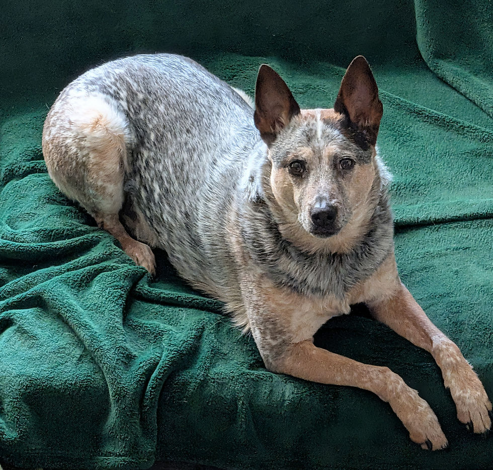 Hiro in Holly Springs, NC