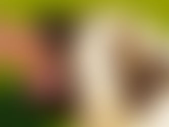 Why Lack of Proper Dog Training Can Increase Liability in Duluth, GA Dog Bite Claims