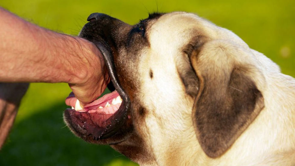 Why Lack of Proper Dog Training Can Increase Liability in Duluth, GA Dog Bite Claims