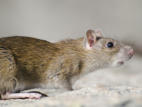 Why Professional Rat Removal Services Are Essential for Your Home