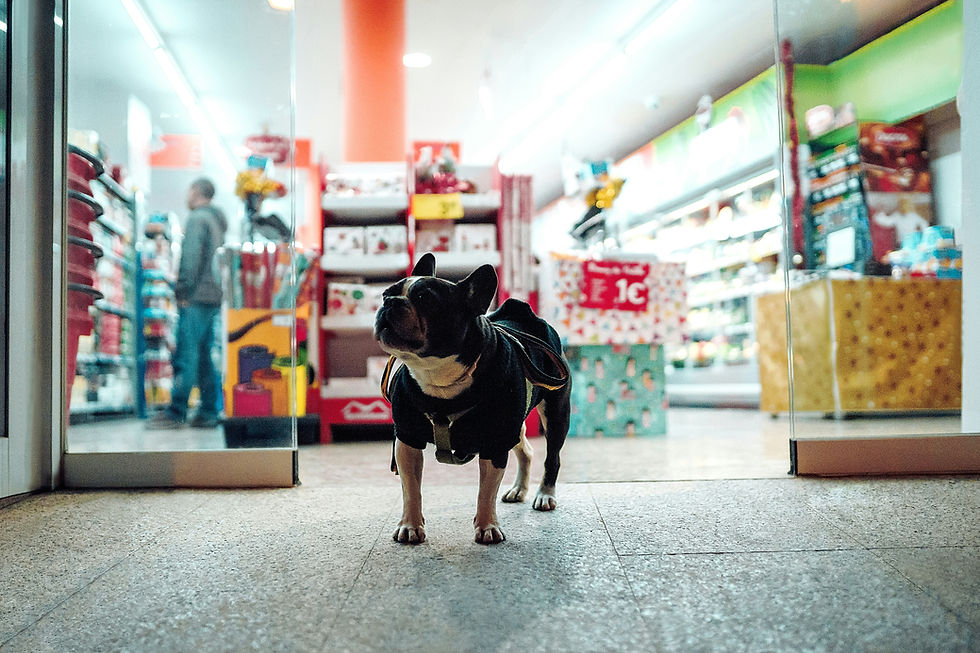 Top 5 Start-ups Disrupting the UK Pet Supplies Industry