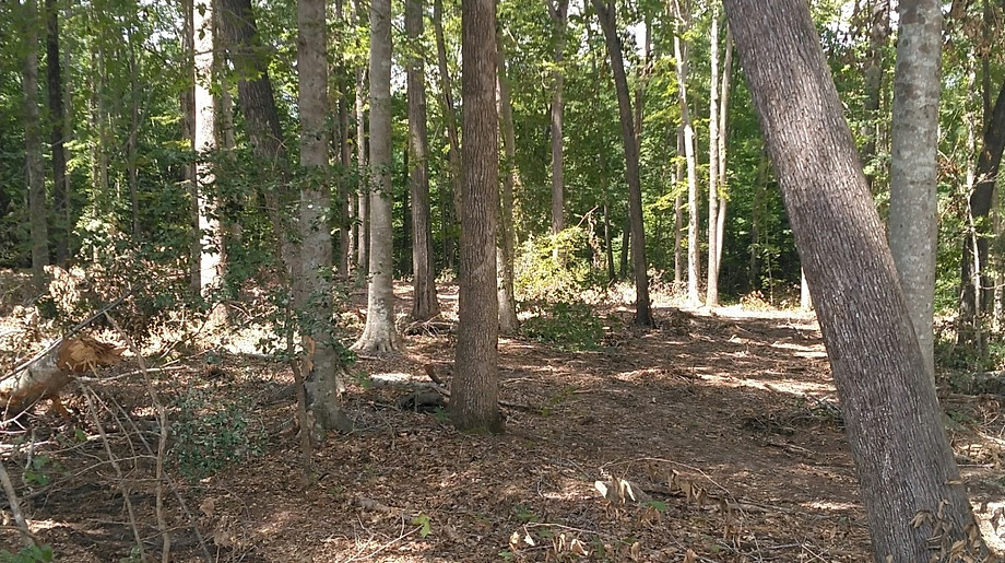 timber shelterwood cut