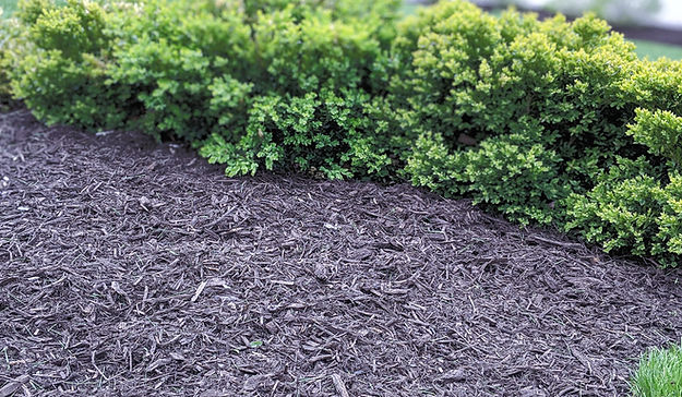 mulch1_edited.jpg