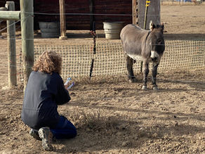 Resonant Pet & Tuning Forks: The Donkey Story