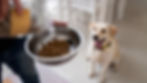 Mejores prácticas para almacenar alimento para mascotas