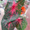 Miniatura: Caladium Isis