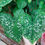 Miniatura: Caladium Denise