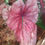 Miniatura: Caladium Luana