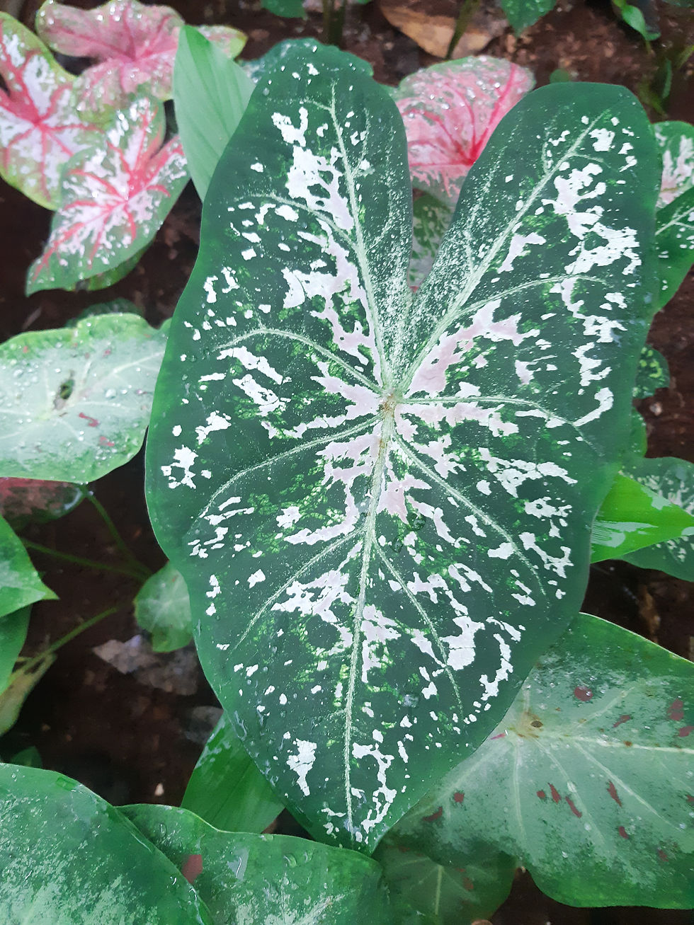 Miniatura: Caladium Beatriz