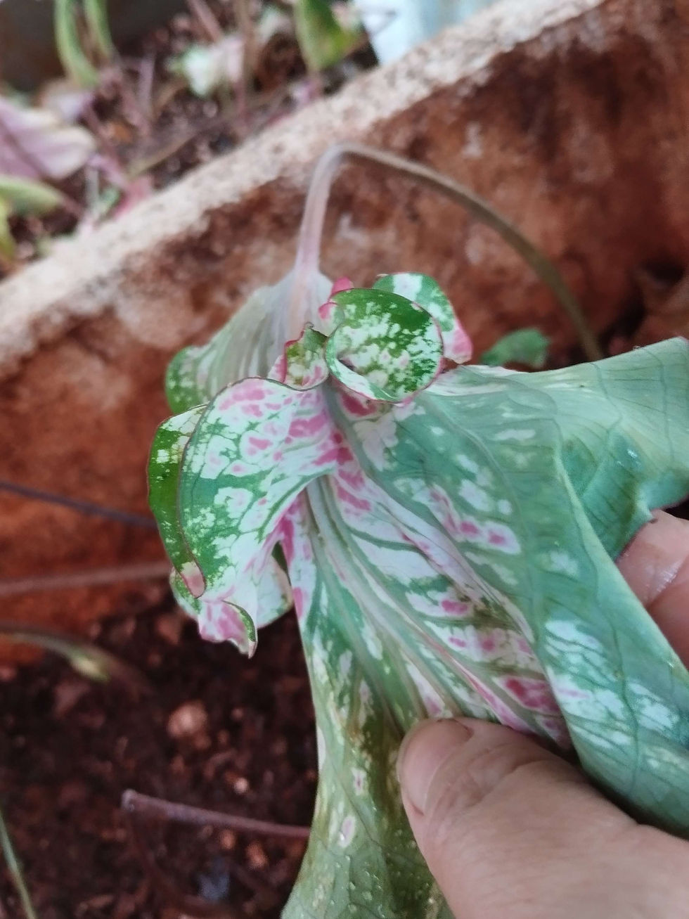 Miniatura: Caladium Julieta - com orelhinhas 
