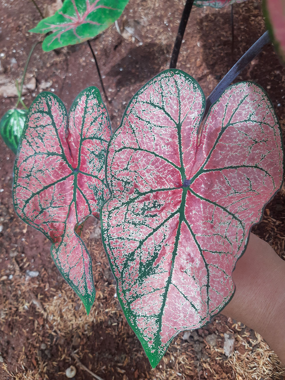 Miniatura: Caladium Luana