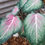 Miniatura: Caladium Atena