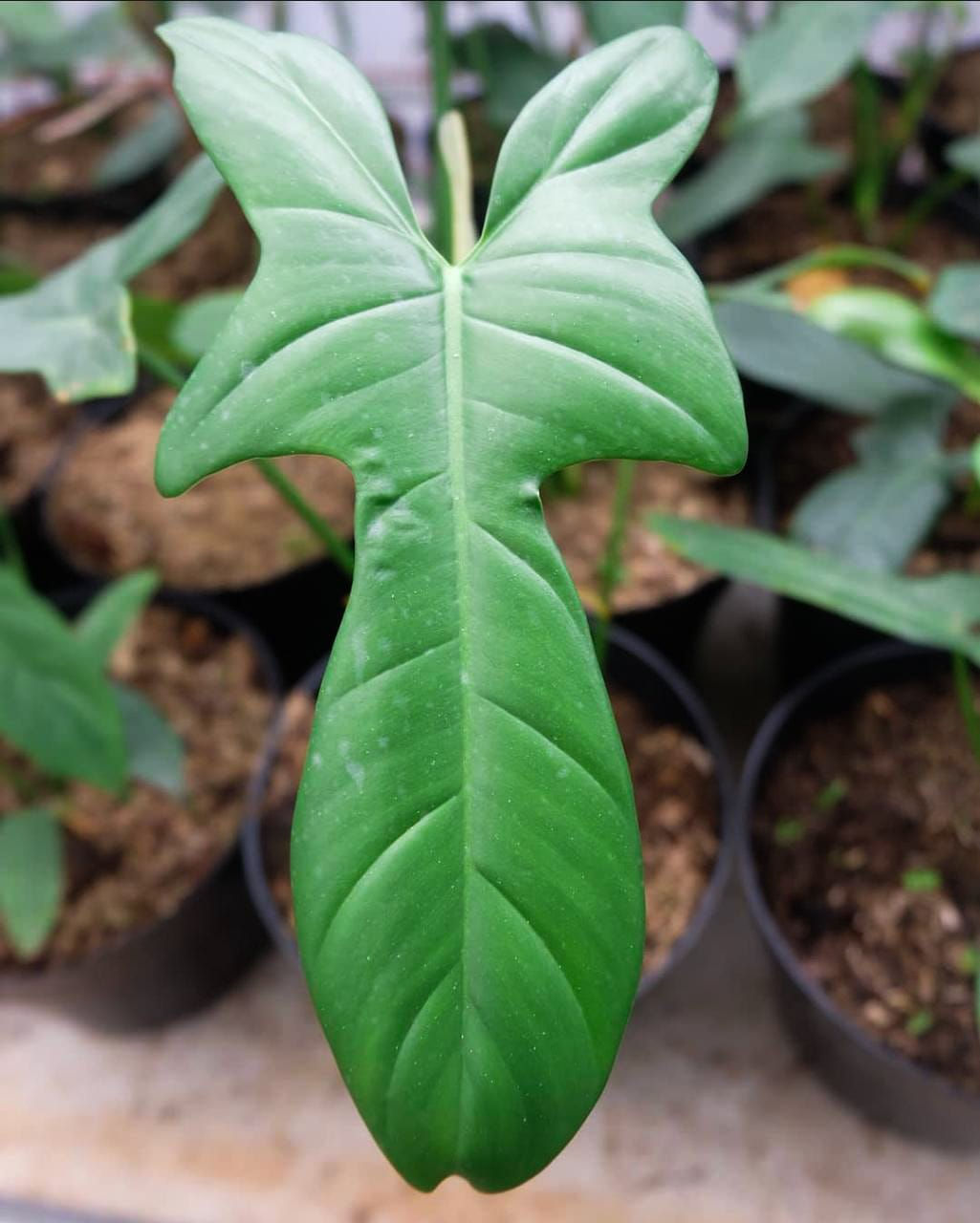 Folhagem Filodendro Cara de Cavalo