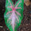 Miniatura: Caladium Malu