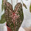 Miniatura: Caladium Bia