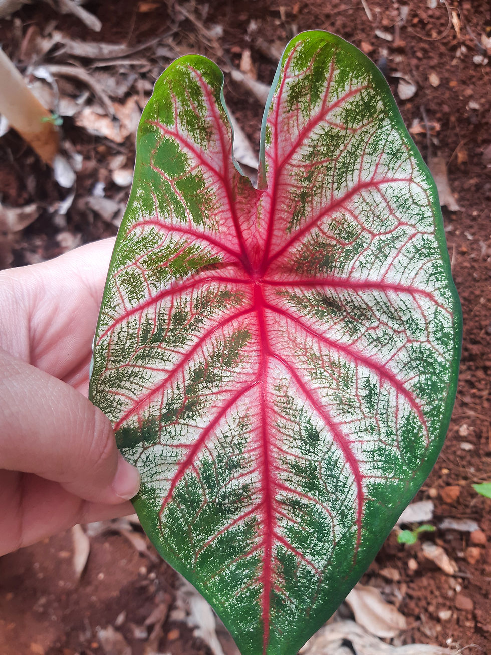 Miniatura: Caladium Márcia