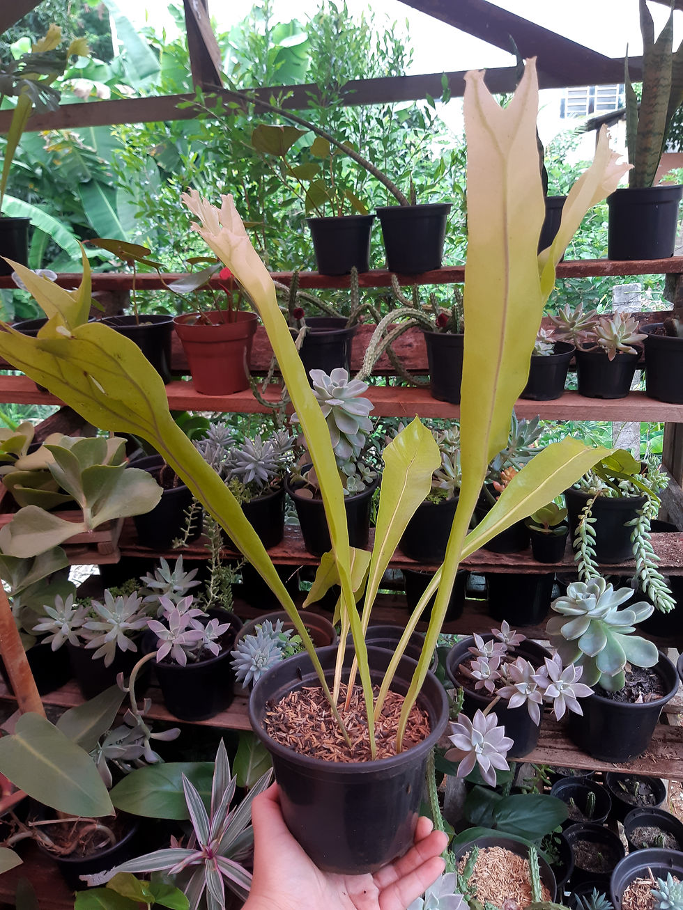 Miniatura: Asplenium Crissie