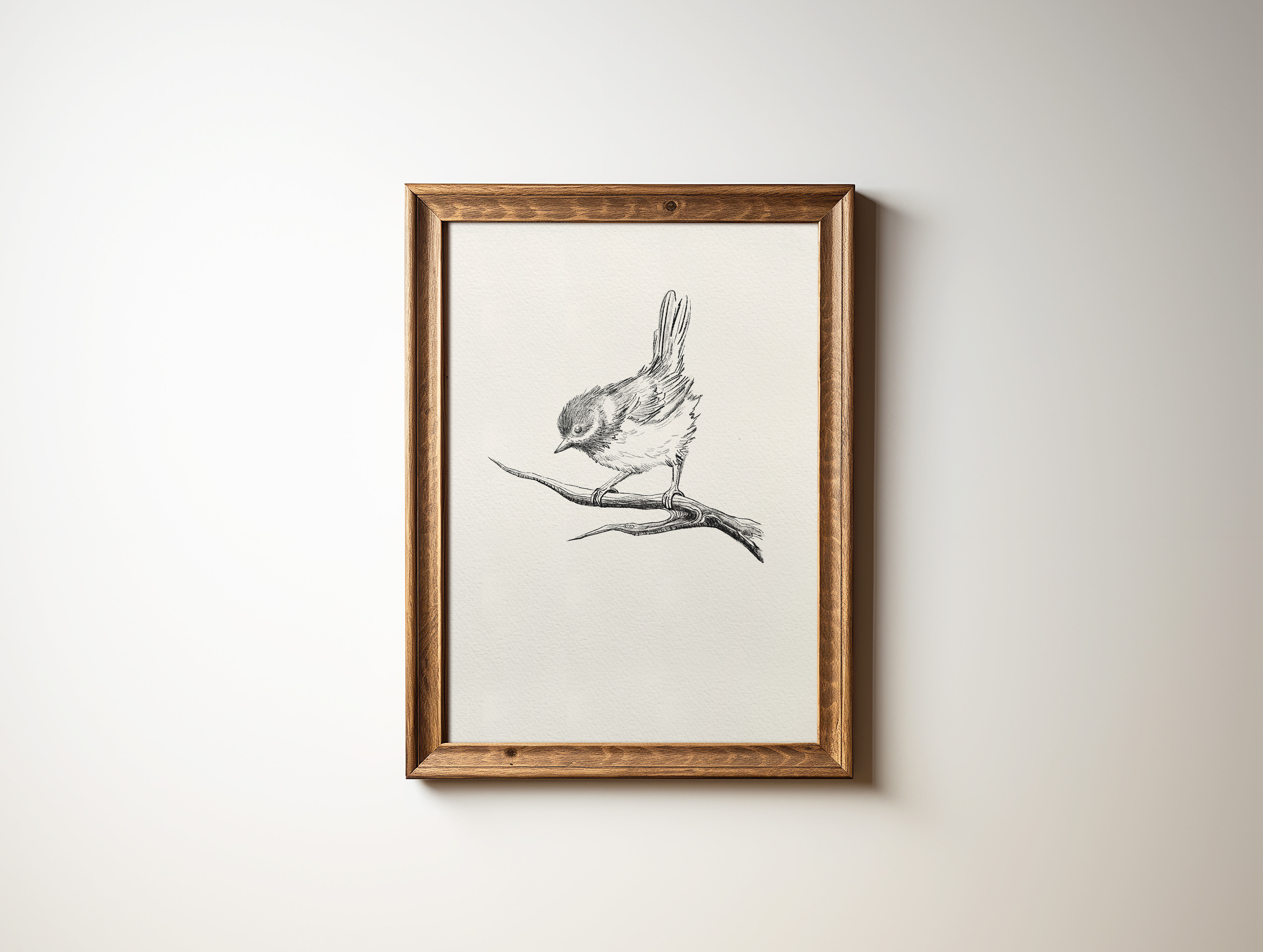 Chickadee Bird
