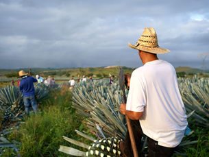 La importancia del agave en México