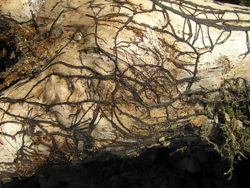 Women Share Views on Climate Change for Drexel's Academy of Natural Sciences