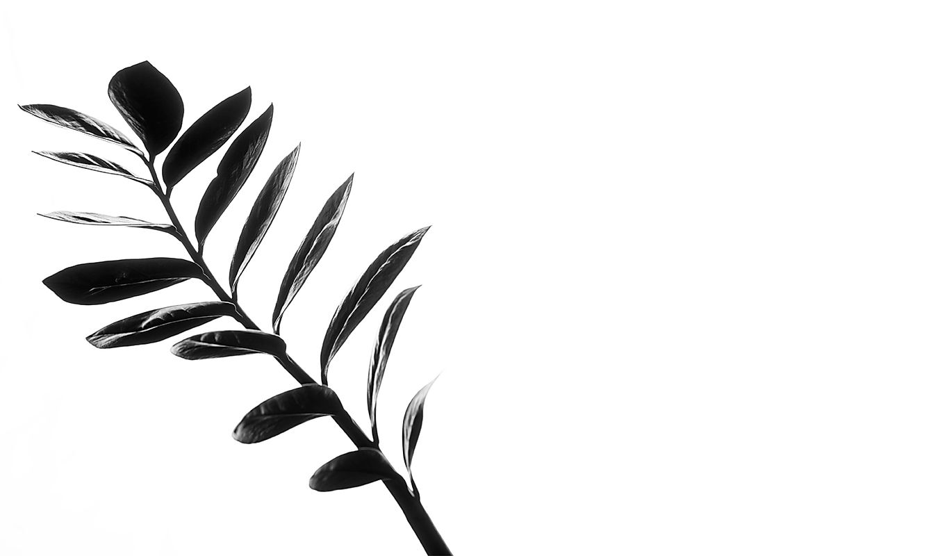 plant black and white packsoot.jpg