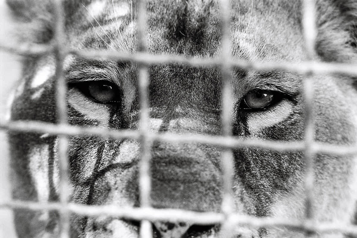 Leo lion square zoo graphic eyes b.jpg