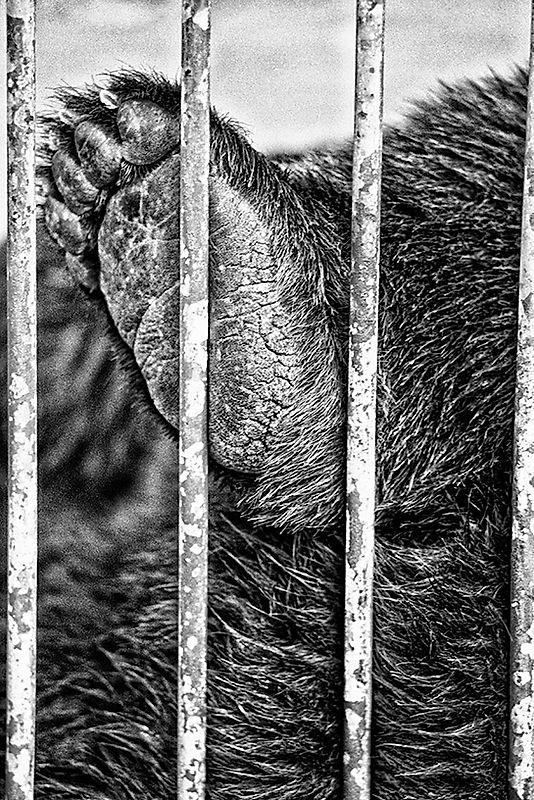 bear foot zoo graphic.jpg