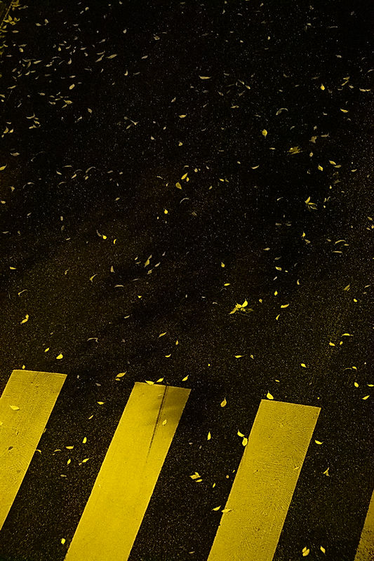 crosswalk yellow autumn leaves rain night .jpg