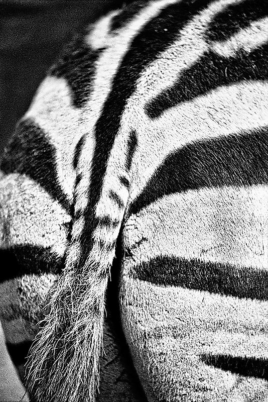 zebra artwork zoo graphic.jpg