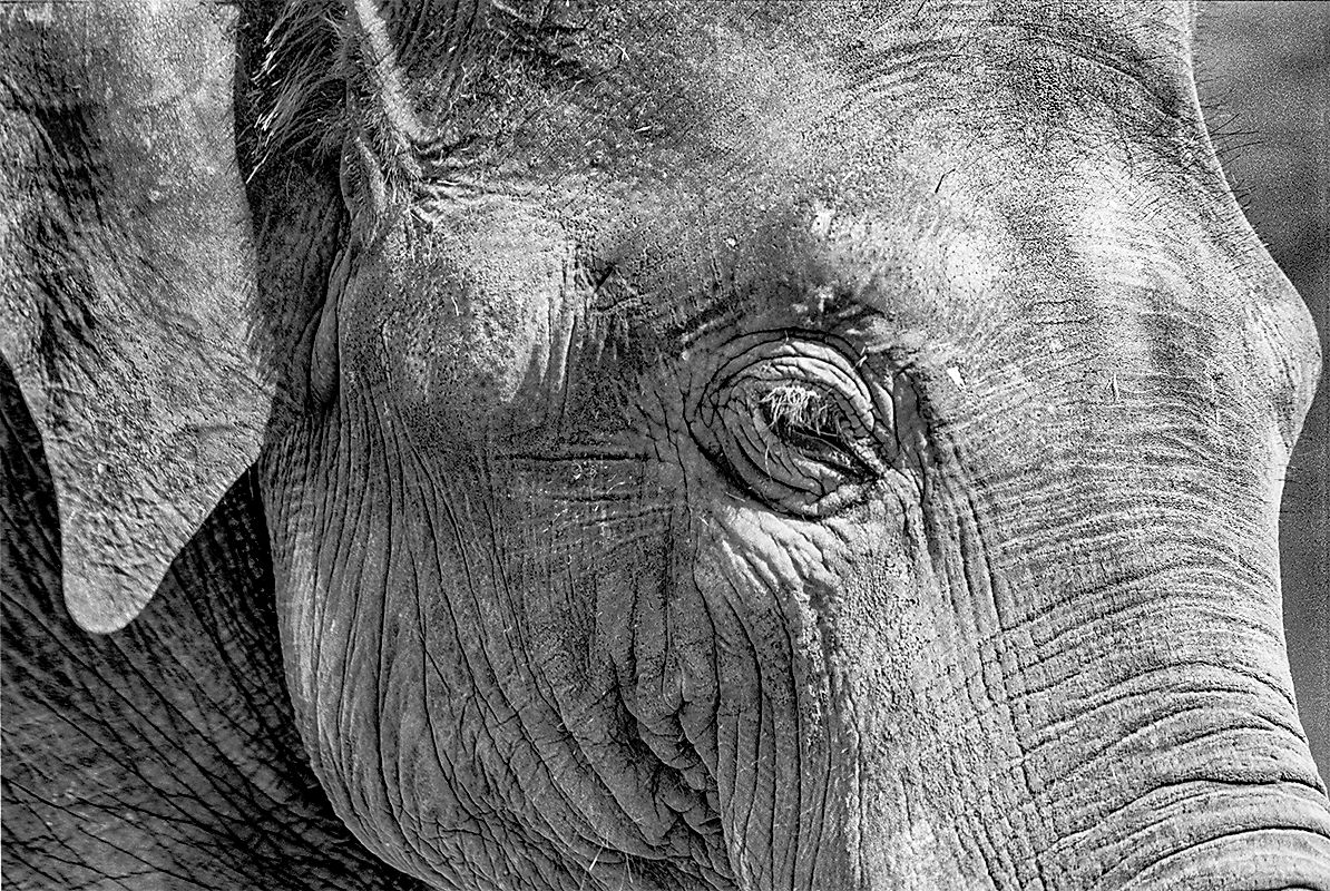 elephant zoo animal graphic c.jpg