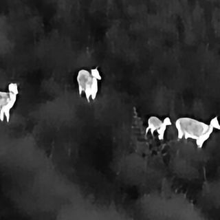 Thermal Imaging Deer Survey Australia