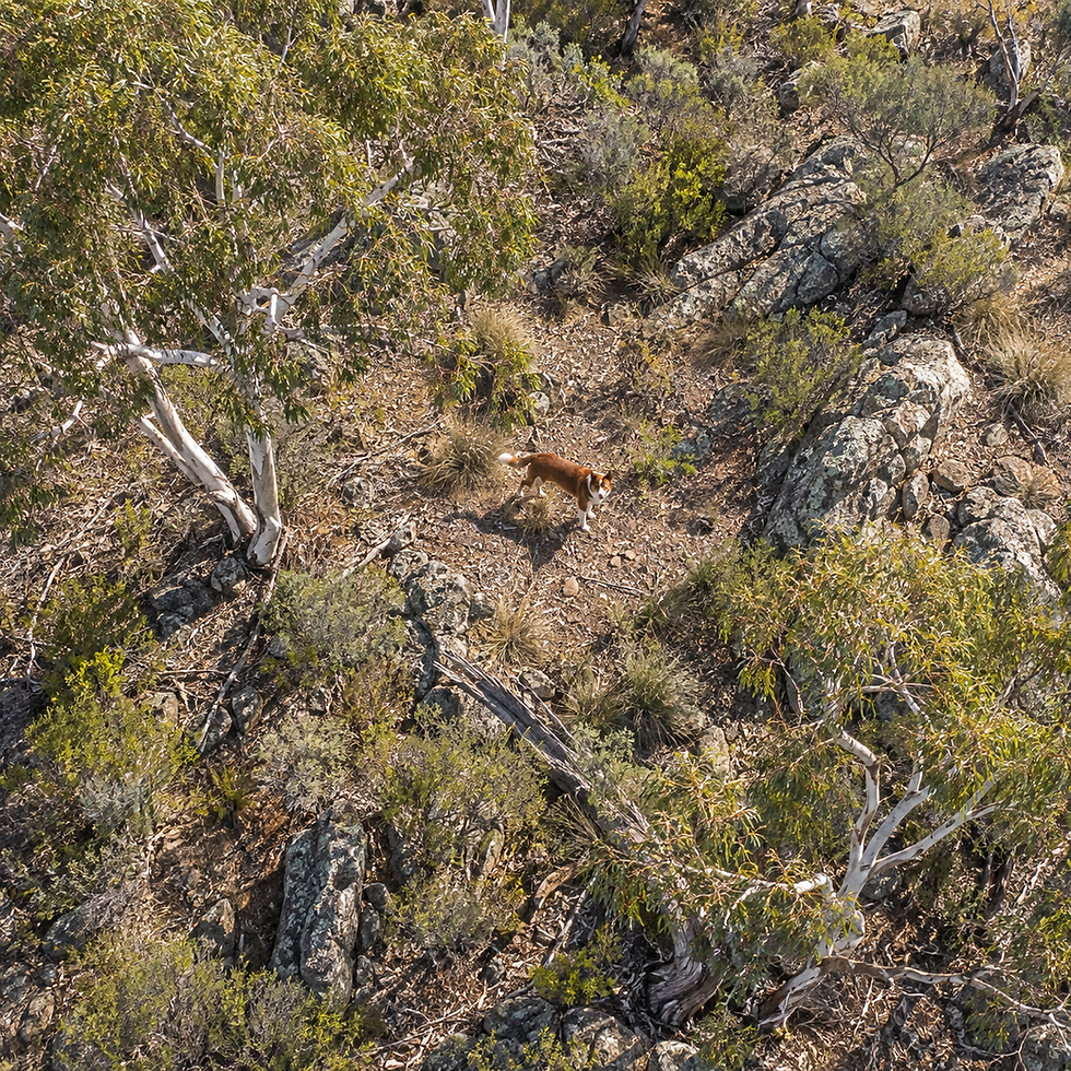 Drone lost dog search.png