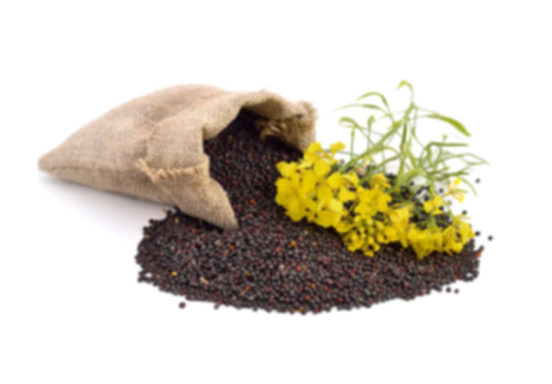 Rapeseeds